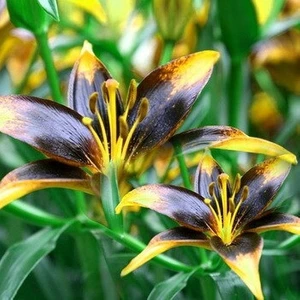 Nandina Botanik 3 Adet Sarı Kenarlı Siyah Kokulu Lilyum (Zambak) Çiçeği Soğanı