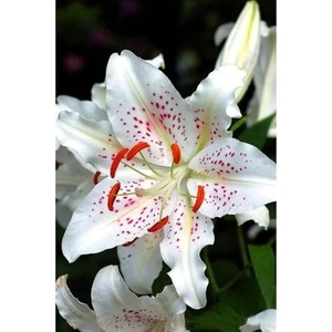 Nandina Botanik 3 Adet Turuncu Çilli Beyaz Kokulu Lilyum (Zambak) Çiçeği Soğanı