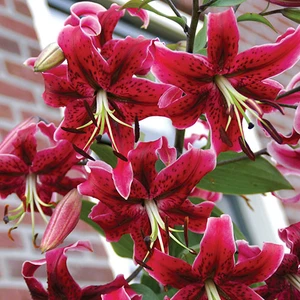 Nandina Botanik 3 Adet Kırmızı Kokulu Lilyum (Zambak) Çiçeği Soğanı