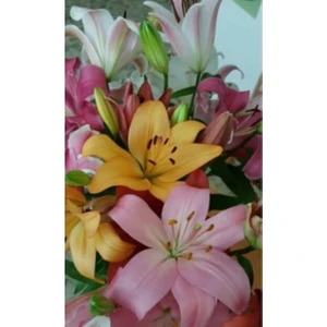 Nandina Botanik 3 Adet Soft Renkli Karışık Kokulu Lilyum (Zambak) Çiçeği Soğanı