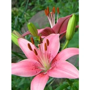 Nandina Botanik 3 Adet Açık Pembe Kokulu Lilyum (Zambak) Çiçeği Soğanı