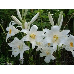 Nandina Botanik 3 Adet Saydam Beyaz Kokulu Lilyum (Zambak) Çiçeği Soğanı