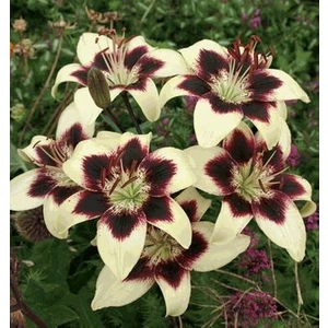 Nandina Botanik 3 Adet Bordo Kırmızı Kokulu Lilyum (Zambak) Çiçeği Soğanı