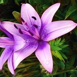 Nandina Botanik 3 Adet Eflatun Kokulu Lilyum (Zambak) Çiçeği Soğanı