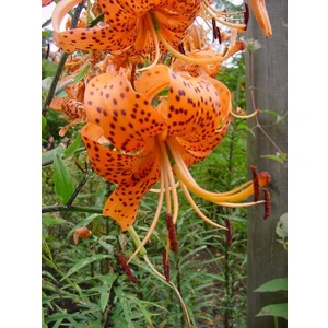Nandina Botanik 3 Adet Çilli Koyu Turuncu Kokulu Lilyum (Zambak) Çiçeği Soğanı