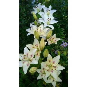 Nandina Botanik 3 Adet Kırçıllı Beyaz Kokulu Lilyum (Zambak) Çiçeği Soğanı