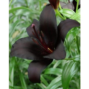 Nandina Botanik 3 Adet Koyu Kömür Siyahı Kokulu Lilyum (Zambak) Çiçeği Soğanı