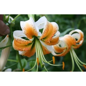 Nandina Botanik 3 Adet Beyaz Kenarlı Turuncu Kokulu Lilyum (Zambak) Çiçeği Soğanı