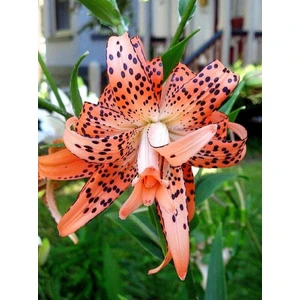 Nandina Botanik 3 Adet Benekli Açık Turuncu Kokulu Lilyum (Zambak) Çiçeği Soğanı