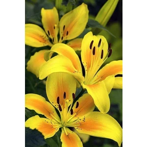 Nandina Botanik 3 Adet Sarı Kokulu Lilyum (Zambak) Çiçeği Soğanı