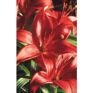 Nandina Botanik 3 Adet Kiremit Rengi Kokulu Lilyum (Zambak) Çiçeği Soğanı