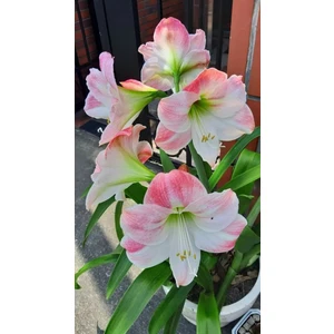 Nandina Botanik 3 Adet Pembe Geçişli Beyaz Kokulu Lilyum (Zambak) Çiçeği Soğanı