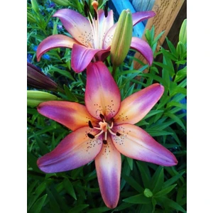 Nandina Botanik 3 Adet Kokulu Yanarlıdönerli Lilyum (Zambak) Çiçeği Soğanı