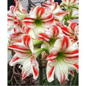 Nandina Botanik 3 Adet Kırmızı Beyaz Şeritli Kokulu Lilyum (Zambak) Çiçeği Soğanı