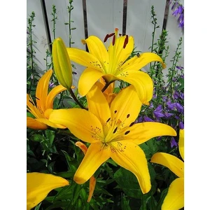 Nandina Botanik 3 Adet Canlı Sarı Kokulu Lilyum (Zambak) Çiçeği Soğanı