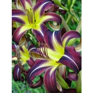 Nandina Botanik 3 Adet Mürdüm Sarı Kokulu Lilyum (Zambak) Çiçeği Soğanı