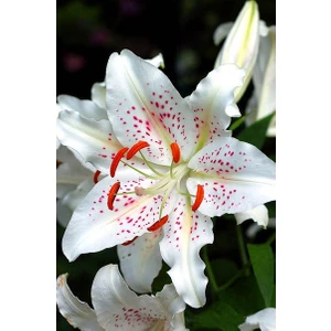 Nandina Botanik 3 Adet Beyaz Renkli Turuncu Çilli Kokulu Lilyum (Zambak) Çiçeği Soğanı