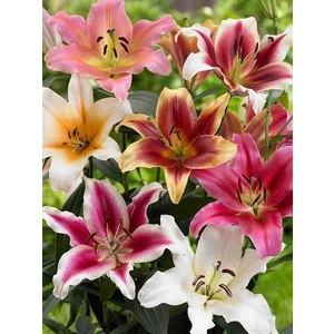 Nandina Botanik 5 Adet Renkli Kenarlı Karışık Kokulu Lilyum (Zambak) Çiçeği Soğanı