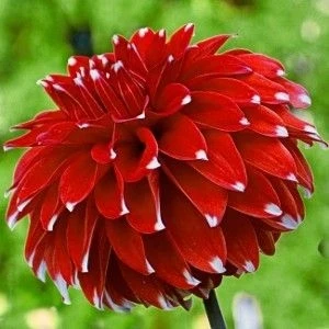 Nandina Botanik 3 Adet Yıldız Çiçeği Soğanı ( Dahlıa Yumrusu) Beyaz Uçlu Kırmızı