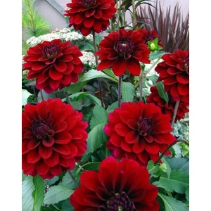 Nandina Botanik 3 Adet Yıldız Çiçeği Soğanı ( Dahlıa Yumrusu) Koyu Kırmızı