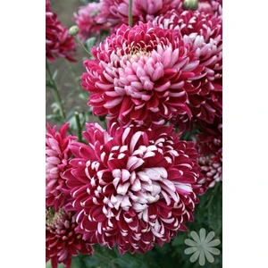 Nandina Botanik 3 Adet Yıldız Çiçeği Soğanı ( Dahlıa Yumrusu) Dev Ebruli Pembe
