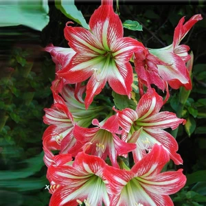 Nandina Botanik 3 Adet Kırmızı Beyaz Kokulu Lilyum (Zambak) Çiçeği Soğanı