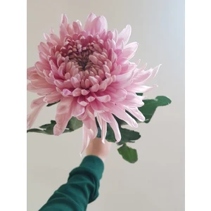 Nandina Botanik 3 Adet Yıldız Çiçeği Soğanı ( Dahlıa Yumrusu) Dev Pudra Rengi