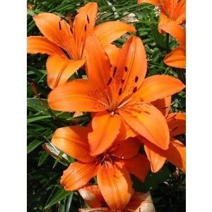 Nandina Botanik 3 Adet Pastel Turuncu Kokulu Lilyum (Zambak) Çiçeği Soğanı