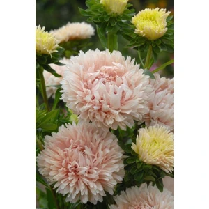 Nandina Botanik 3 Adet Yıldız Çiçeği Soğanı ( Dahlıa Yumrusu) Dev Uçuk Pembe