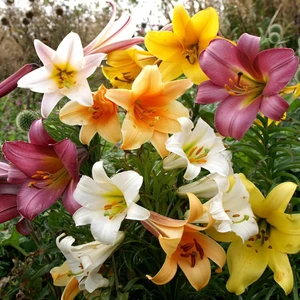 Nandina Botanik 3 Adet Karışık Soft Pastel Kokulu Lilyum (Zambak) Çiçeği Soğanı