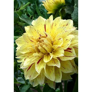 Nandina Botanik 3 Adet Yıldız Çiçeği Soğanı ( Dahlıa Yumrusu) Lekeli Sarı