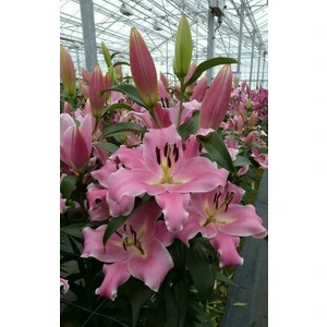 Nandina Botanik 3 Adet Güzel Pembe Kokulu Lilyum (Zambak) Çiçeği Soğanı