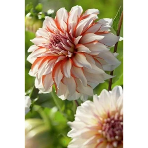 Nandina Botanik 3 Adet Yıldız Çiçeği Soğanı ( Dahlıa Yumrusu) Nude Ebruli