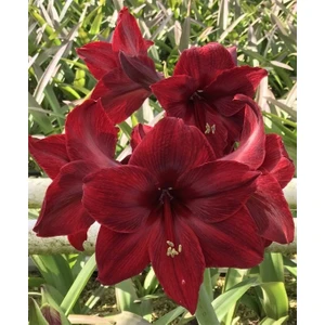 Nandina Botanik 3 Adet Bordo Kokulu Lilyum (Zambak) Çiçeği Soğanı