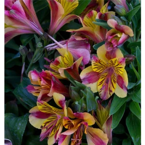 Nandina Botanik 3 Adet Sarı Pembe Şeritli Kokulu Lilyum (Zambak) Çiçeği Soğanı