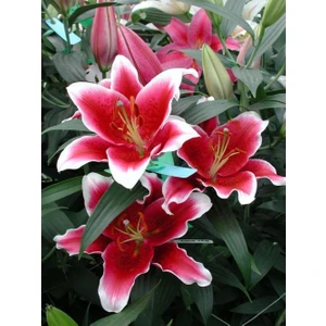 Nandina Botanik 3 Beyaz Kenarlı Kırmızı Kokulu Lilyum (Zambak) Çiçeği Soğanı
