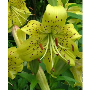 Nandina Botanik 3 Adet Çilli Yeşil Kokulu Lilyum (Zambak) Çiçeği Soğanı