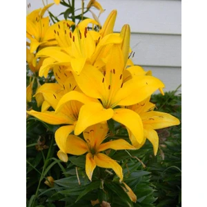 Nandina Botanik 3 Adet Koyu Sarı Kokulu Lilyum (Zambak) Çiçeği Soğanı