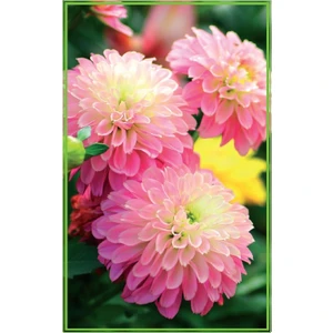 Nandina Botanik 3 Adet Yıldız Çiçeği Soğanı ( Dahlıa Yumrusu) Parlak Pembe