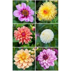 Nandina Botanik Yıldız Çiçeği Soğanı ( Dahlıa Yumrusu) 6 Adet Karışık