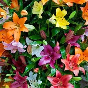 Nandina Botanik 5 Adet Karışık Canlı Renklerde Kokulu Lilyum (Zambak) Çiçeği Soğanı