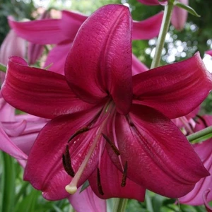 Nandina Botanik 3 Adet Canlı Fuşya Kokulu Lilyum (Zambak) Çiçeği Soğanı