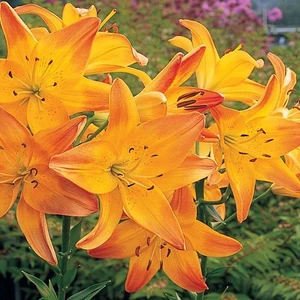 Nandina Botanik 3 Adet Kavuniçi Kokulu Lilyum (Zambak) Çiçeği Soğanı
