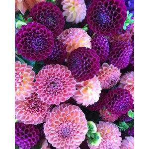 Nandina Botanik Yıldız Çiçeği Soğanı ( Dahlıa Yumrusu) 5 Adet Pudra ve Mürdüm Karışık