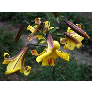Nandina Botanik 3 Adet Sarı Mor Kokulu Lilyum (Zambak) Çiçeği Soğanı