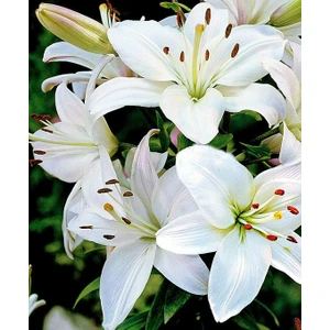 Nandina Botanik 3 Adet Karbeyaz Kokulu Lilyum (Zambak) Çiçeği Soğanı