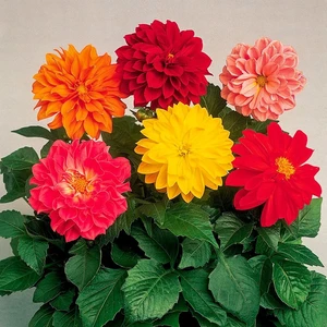 Nandina Botanik Yıldız Çiçeği Soğanı ( Dahlıa Yumrusu) 6 Adet Pastel Renkli