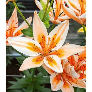 Nandina Botanik 3 Adet Fildişi Kokulu Lilyum (Zambak) Çiçeği Soğanı