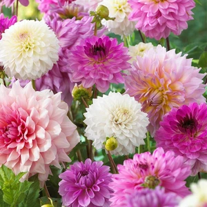 Nandina Botanik Yıldız Çiçeği Soğanı ( Dahlıa Yumrusu) 7 Adet Pembe Tonları ve Beyaz