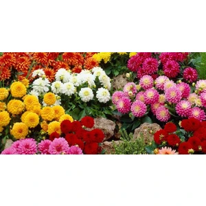 Nandina Botanik Yıldız Çiçeği Soğanı ( Dahlıa Yumrusu) 7 Adet Rengarenk